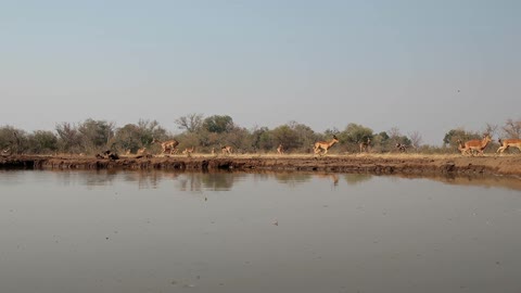 The animals run past the body of water