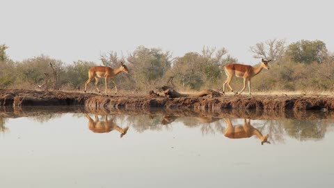 Antelopes walk around a water hole