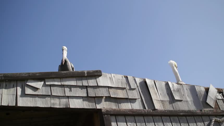 Birds on a roof with the sky in the background