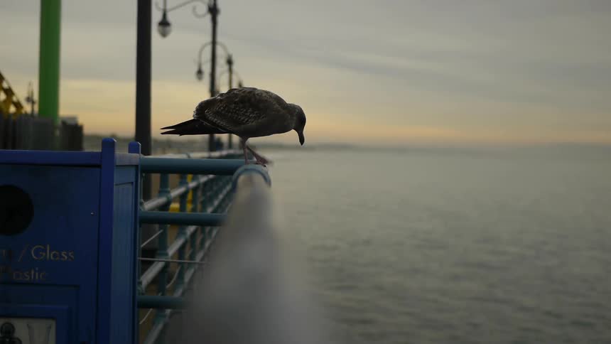A bird sitting on a rail of a pier