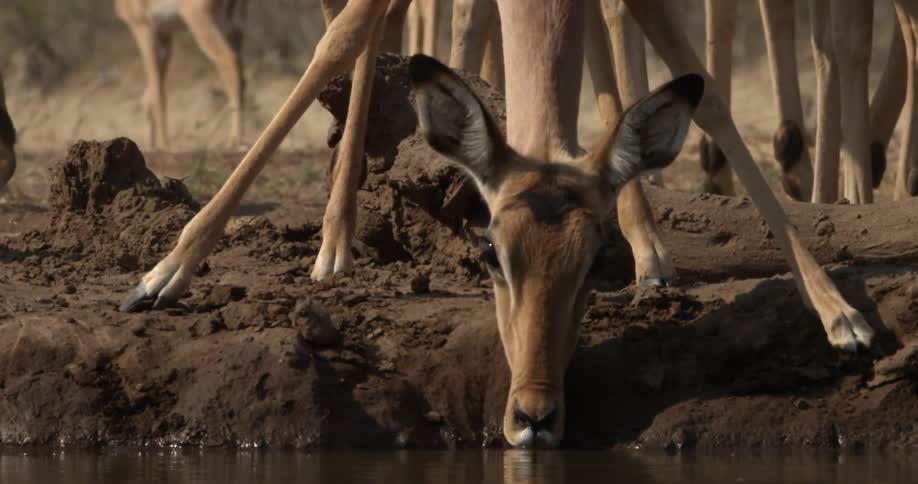 A deer drinks water in a field