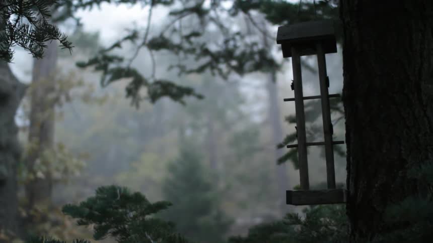 A bird feeder hanging from a branch in an area with a lot of trees