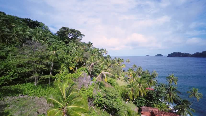 Palm trees litter the ocean coast