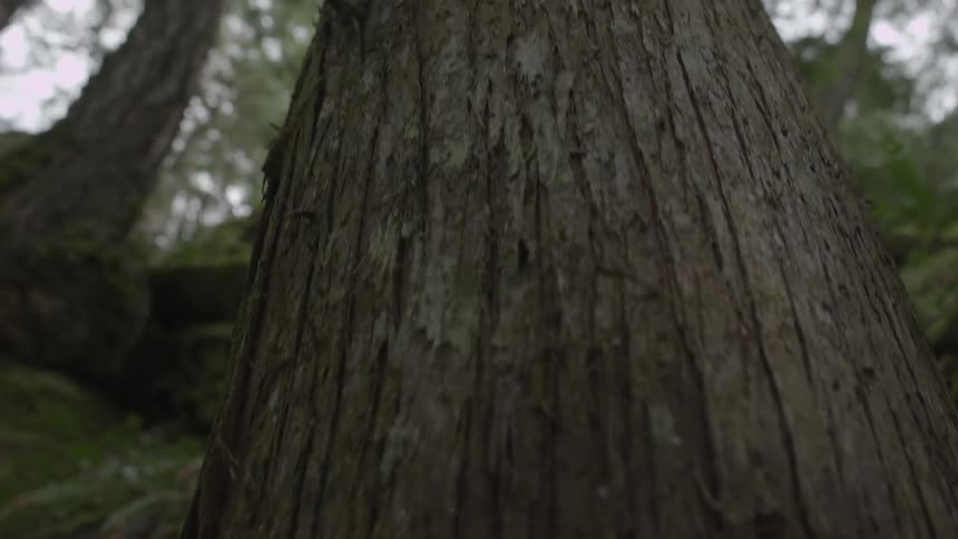 A tree is growing tall in a forest