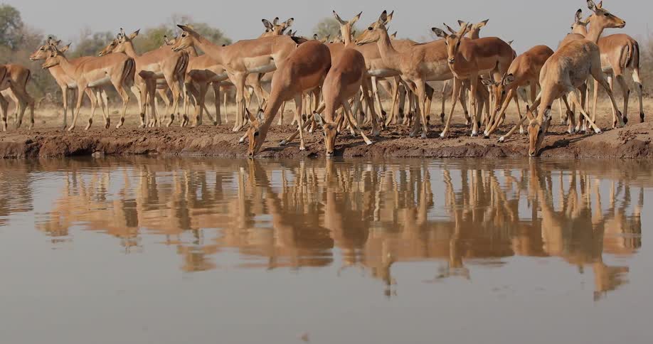 A herd of deer gather and drink