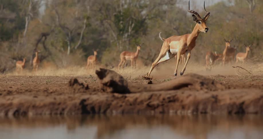 Three gazelles chasing each other