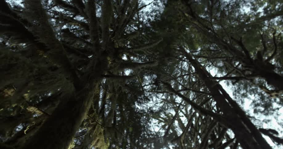 A view looking up into pine trees