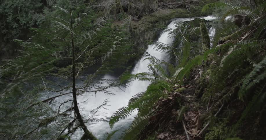 A mountain waterfall cascading over rocks surrounded by trees and ferns