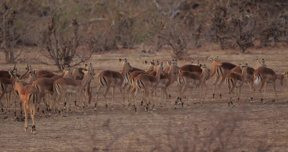 Herd of antelope walking slowly across an open field