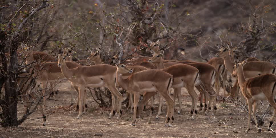 A herd of gazelles standing and milling about some barren bushes