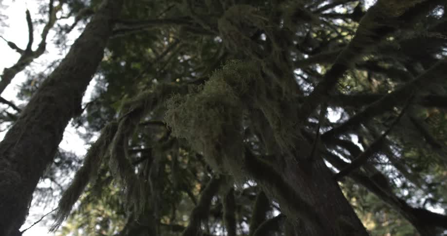 Long pine needles grow on a pine tree