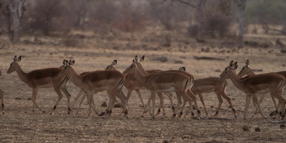A group of antelopes walk in line on the savannah