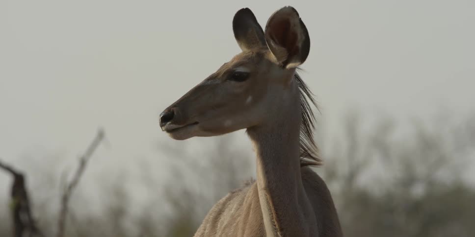 Deer licks its nose and scans the surroundings