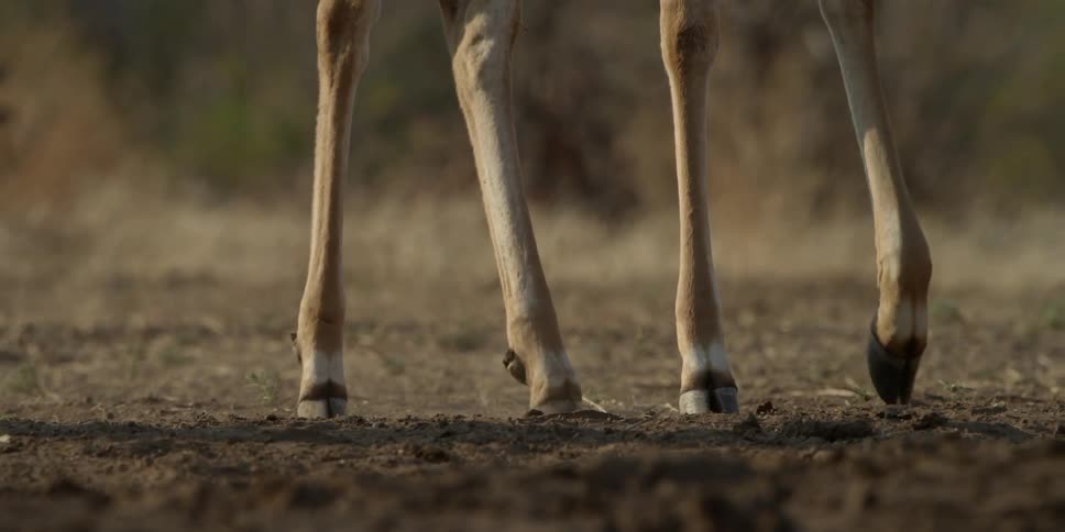 A deer is walking