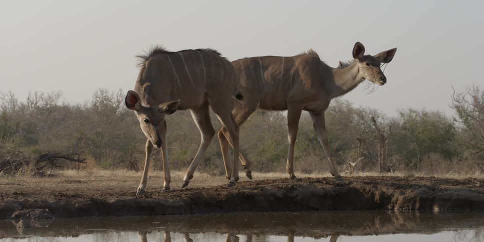 Two african animals are next to a watering hole