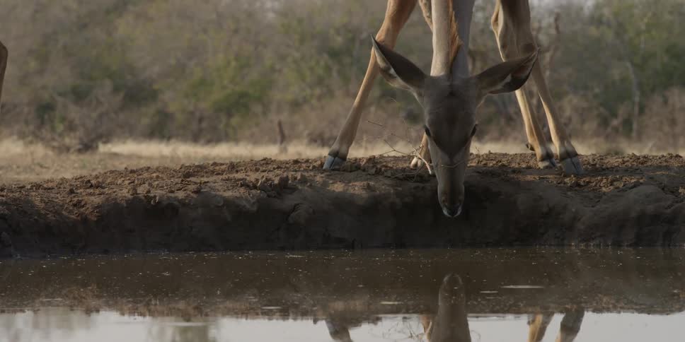 Wildlife drink from a lake together