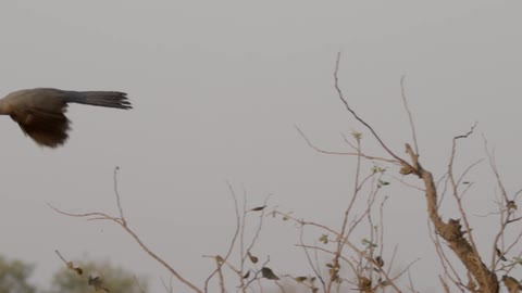 A bird flies from a bush