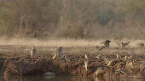 Birds landing on the ground and flying off