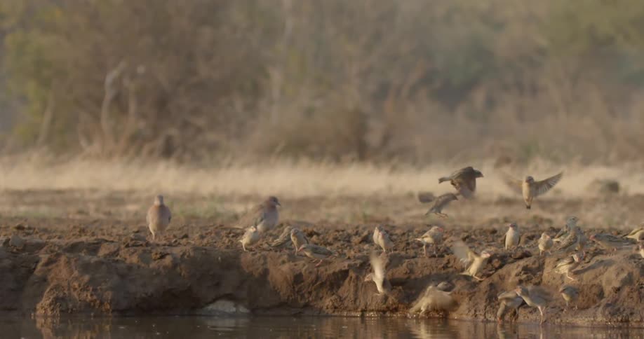 Birds landing on the ground and flying off