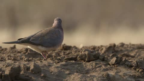 A bird walks in sand
