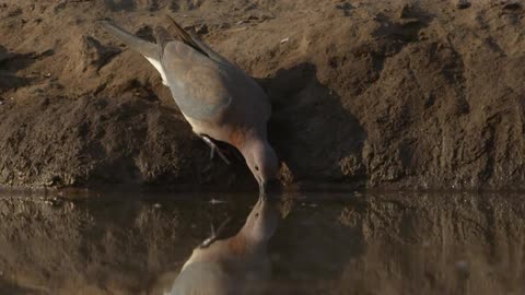 A bird standing on the dirt bank bends down to get a drink of water