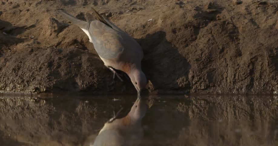 A bird standing on the dirt bank bends down to get a drink of water
