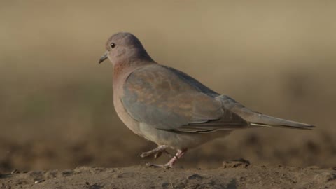 A bird walks on dirt