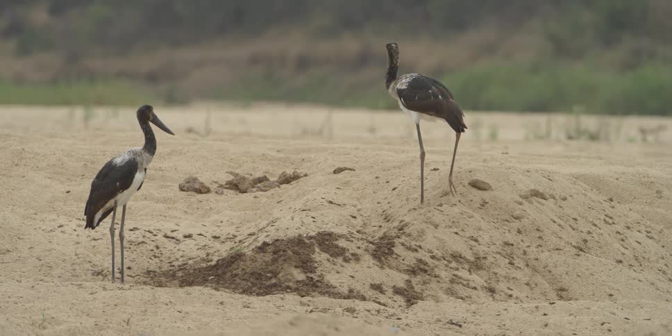 Two long necked long legged birds stand in the sand