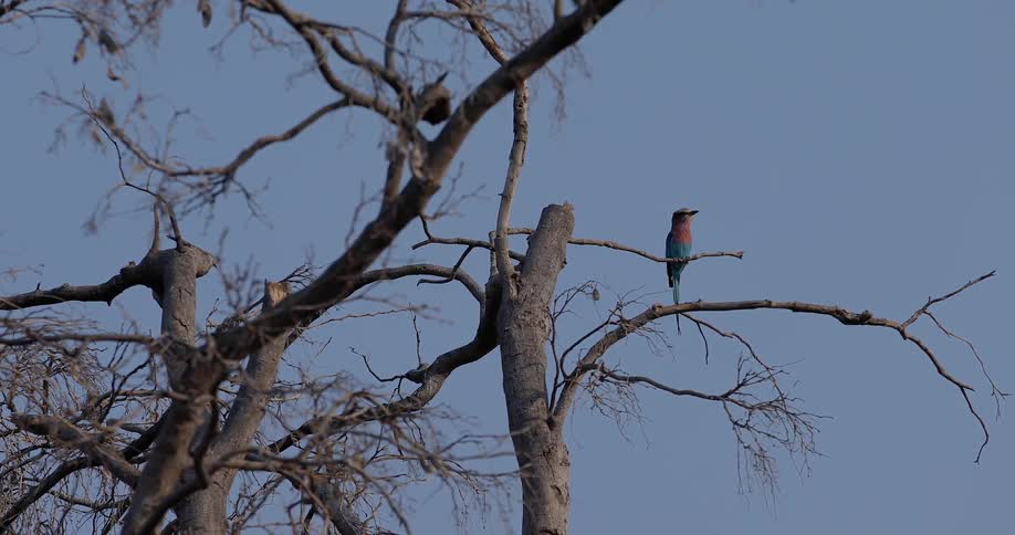 A colorful bird sits on a branch of a leafless tree