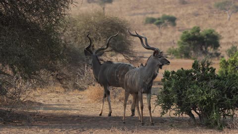 Antelopes walk in the plains