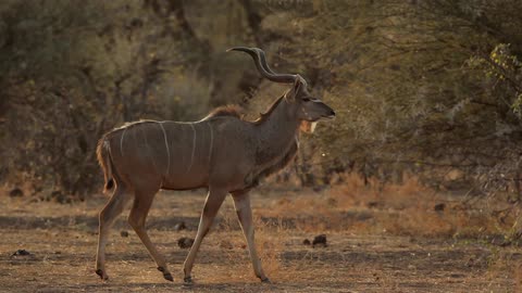 An antlered animal walks through an opening