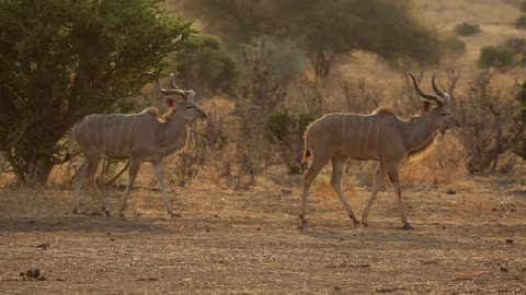 Two animals that look like the addax walk on a desert prairie