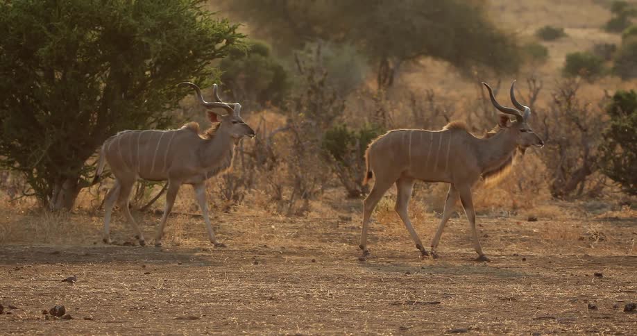 Two animals that look like the addax walk on a desert prairie
