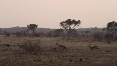 Antelopes run across the savannah